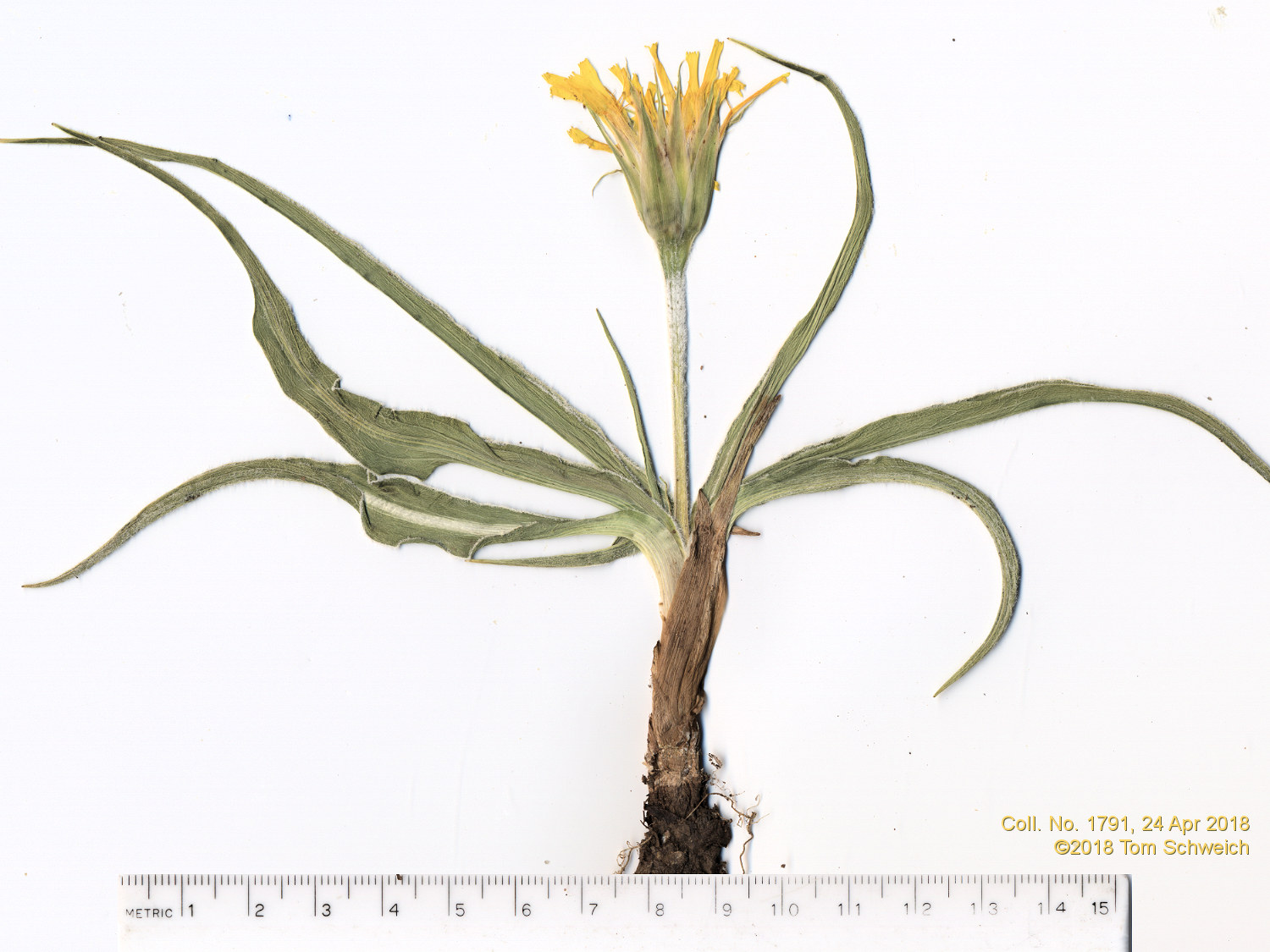 Asteraceae Nothocalais cuspidata