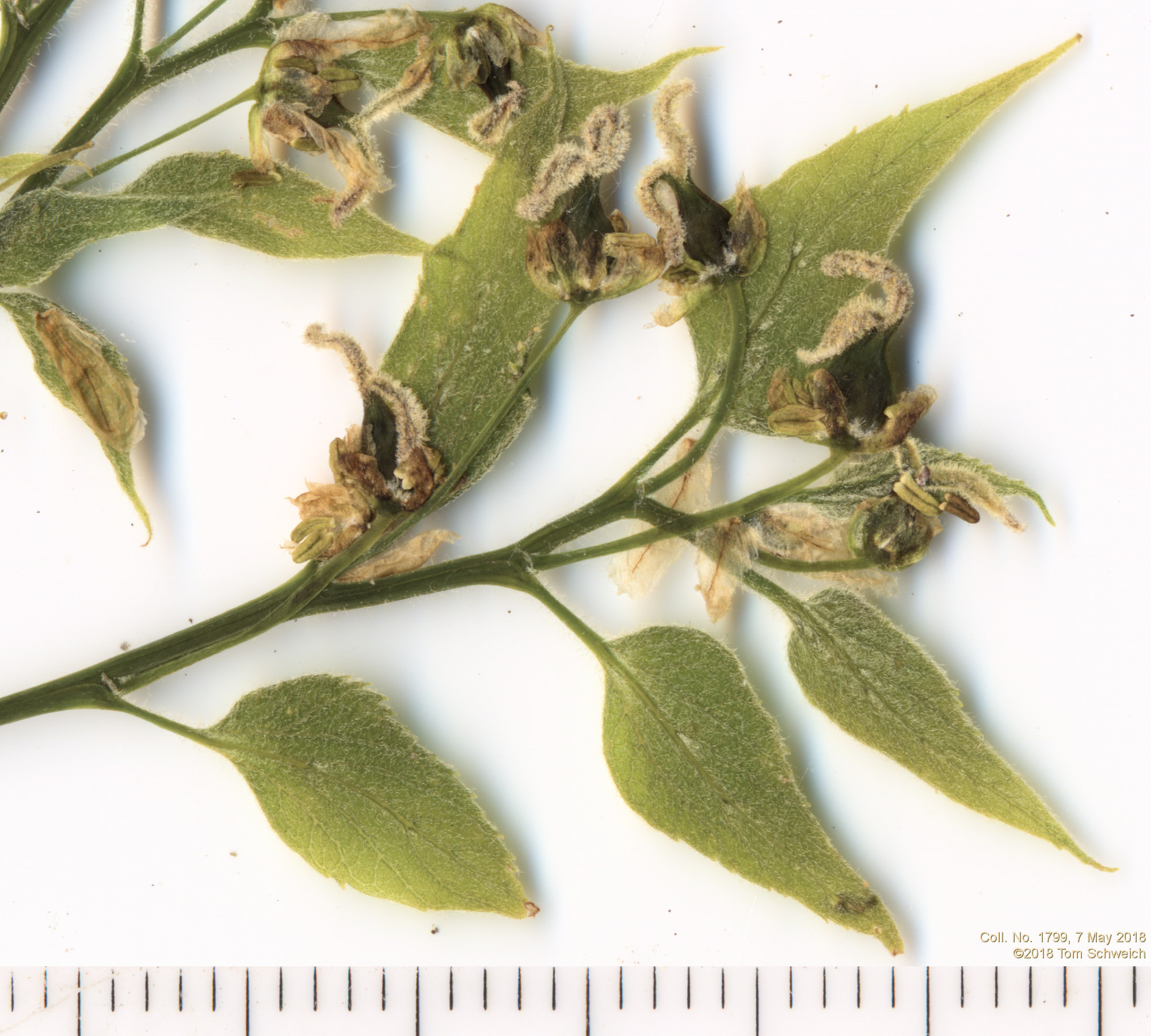 Cannabaceae Celtis reticulata
