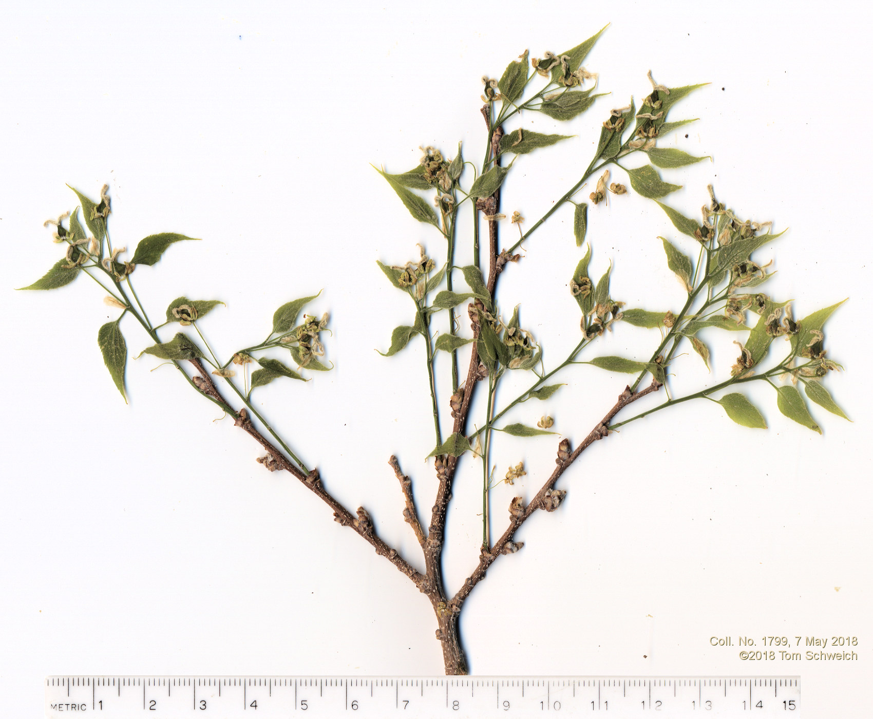 Cannabaceae Celtis reticulata