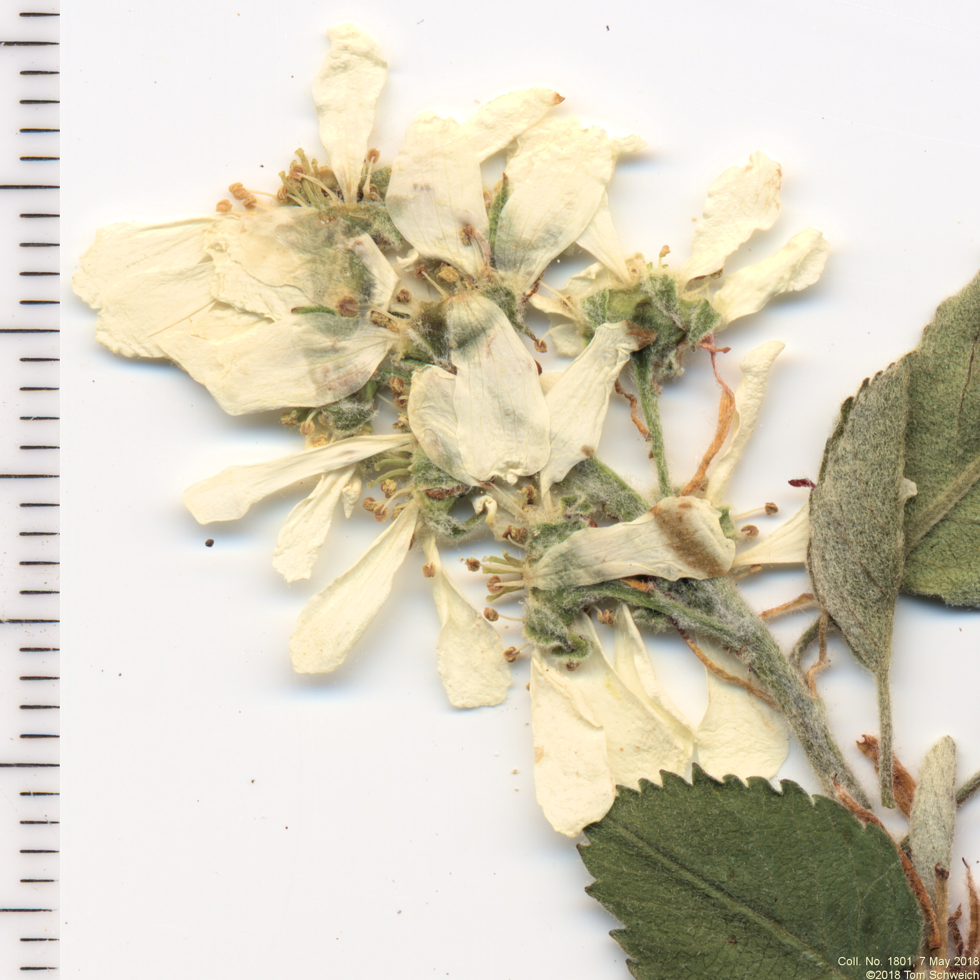 Rosaceae Amelanchier alnifolia