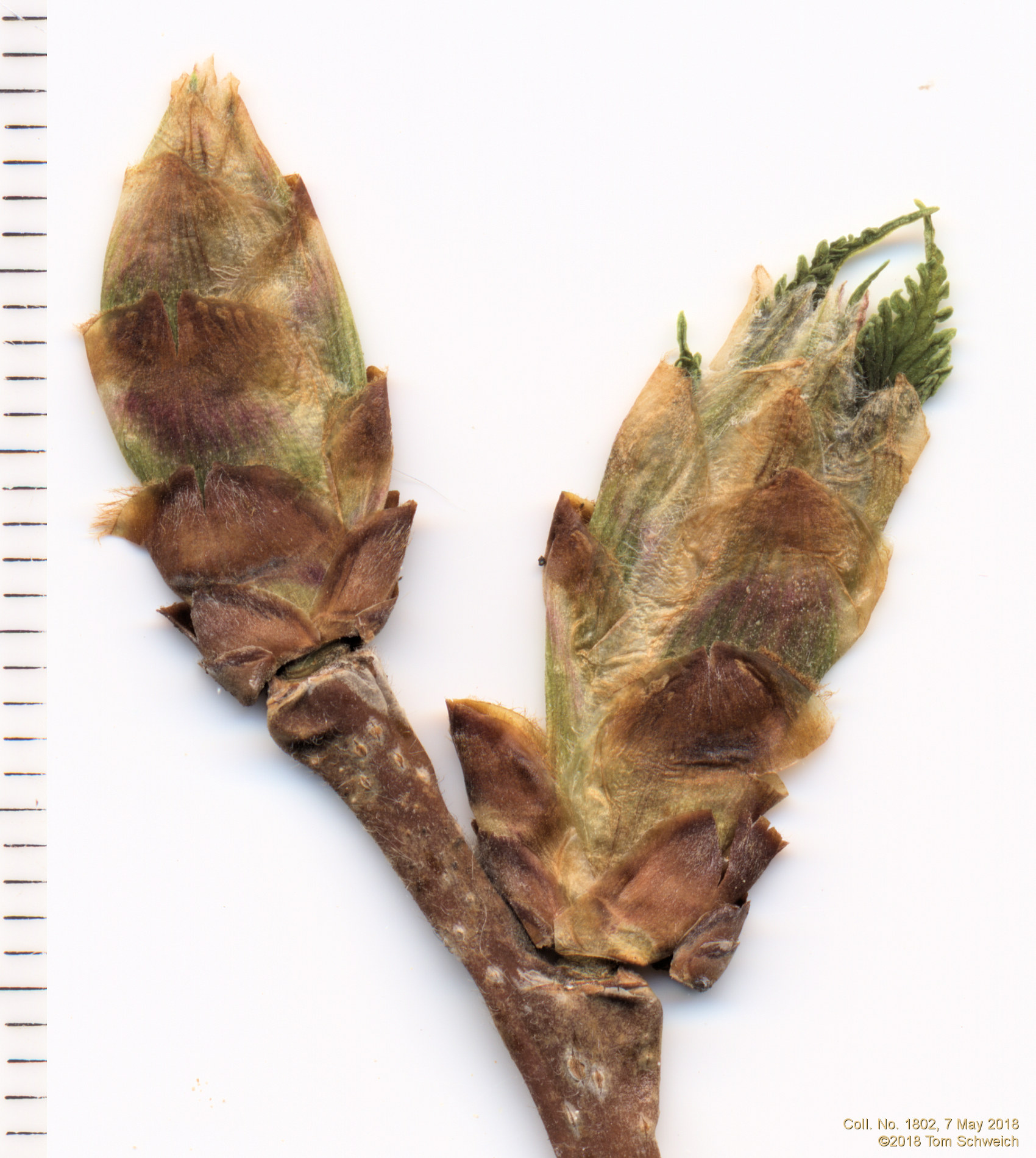 Ulmaceae Ulmus americana