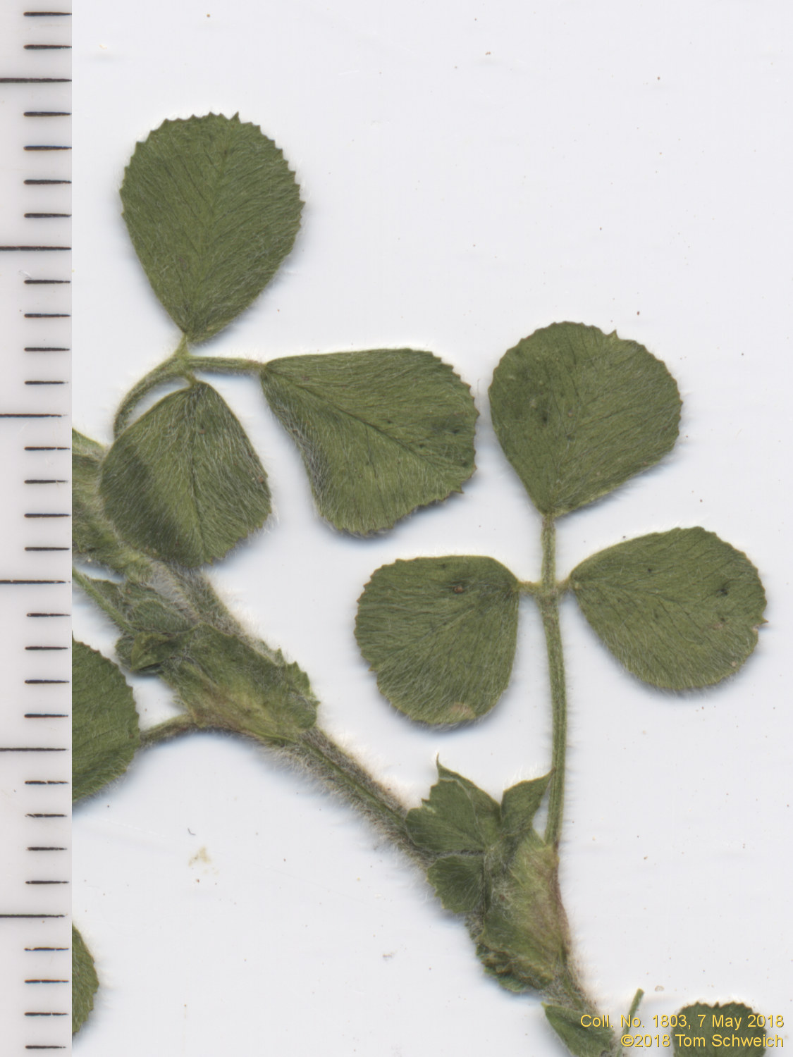 Fabaceae Medicago lupulina