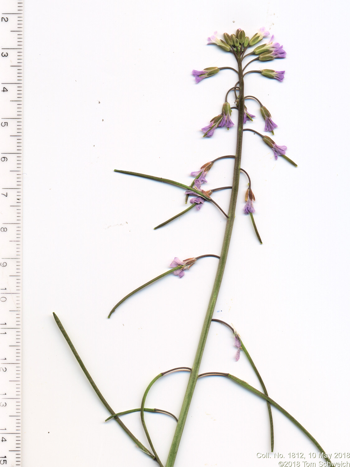 Brassicaceae Boechera fendleri