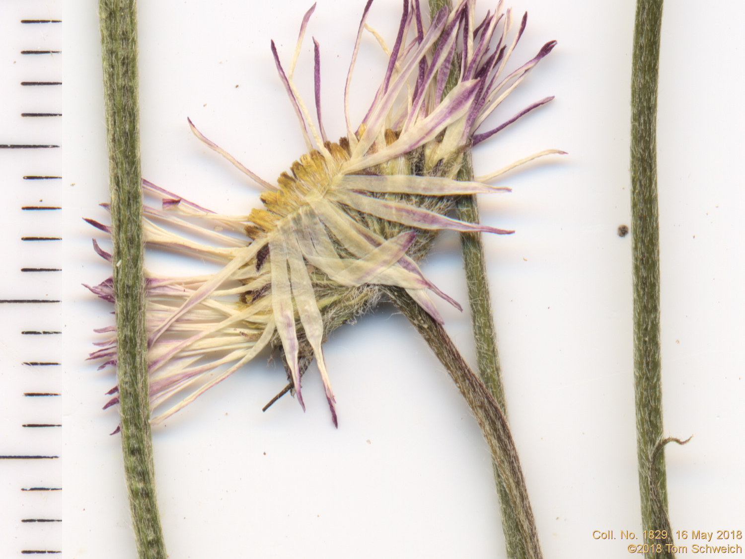 Asteraceae Erigeron flagellaris
