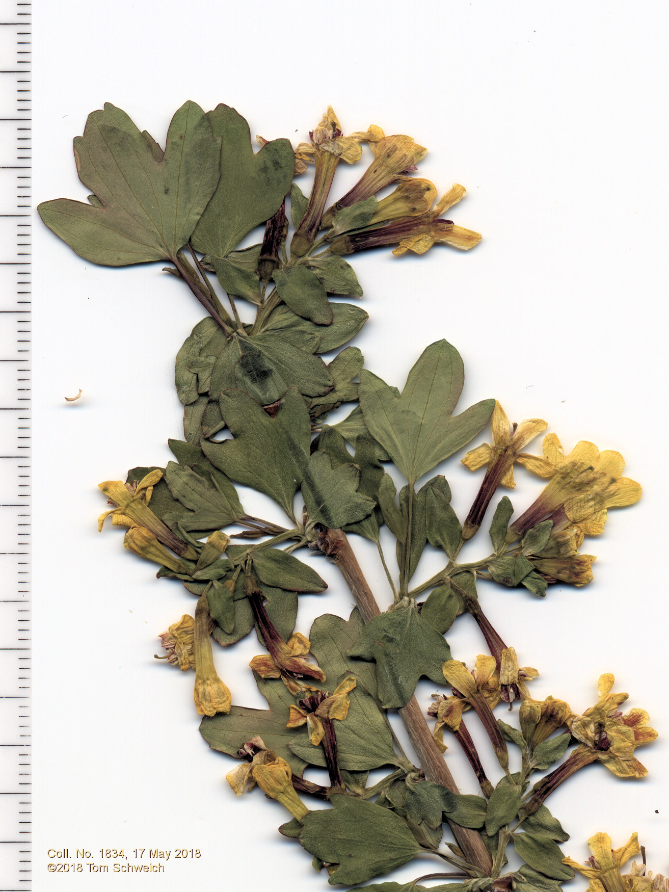 Grossulariaceae Ribes aureum