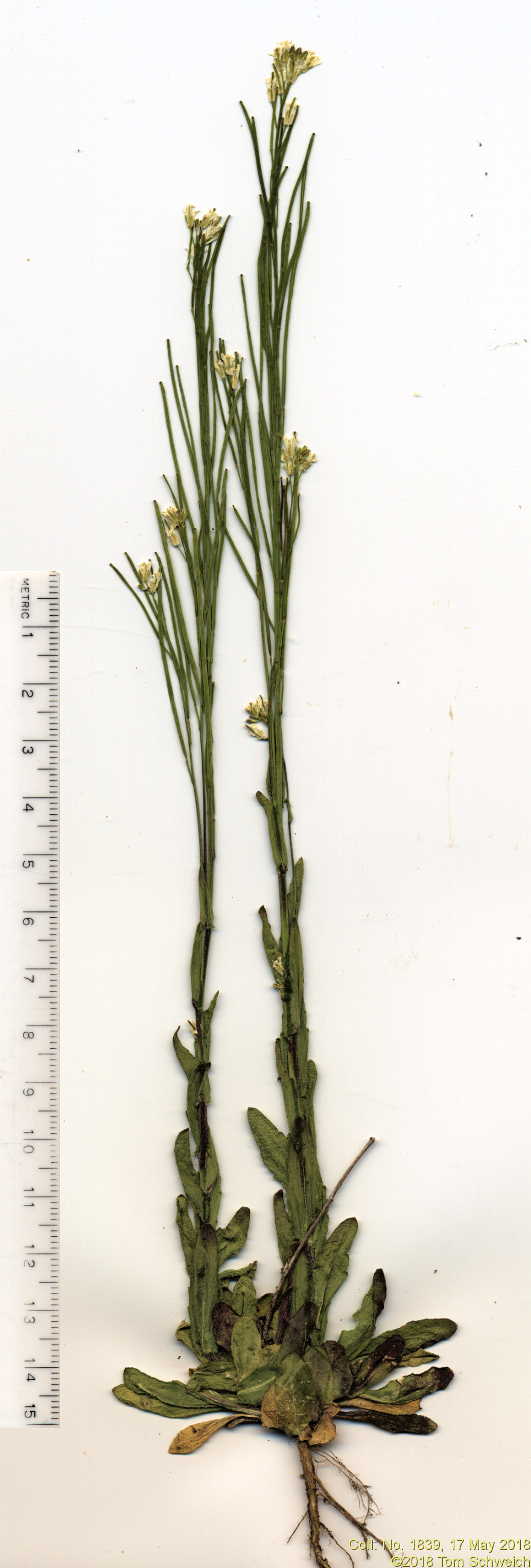 Brassicaceae Arabis pycnocarpa