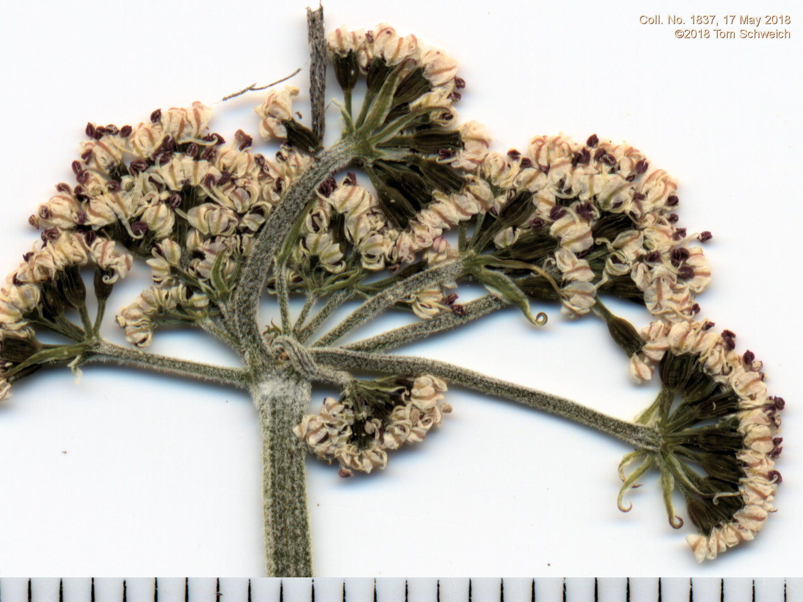 Apiaceae Lomatium orientale