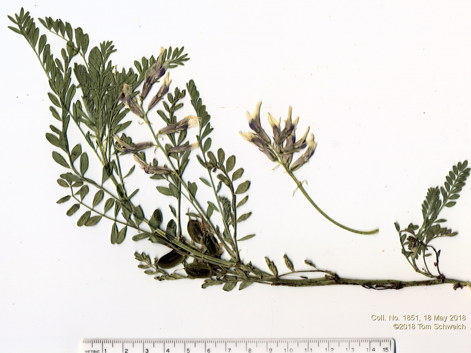 Fabaceae Astragalus crassicarpus