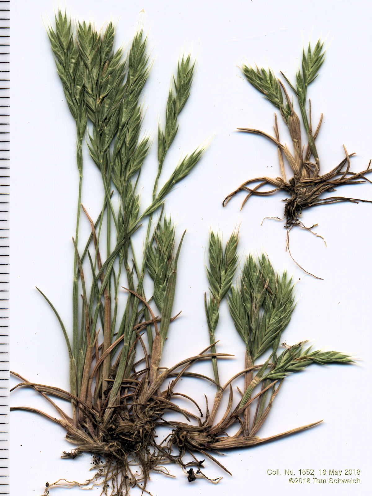 Poaceae Vulpia octoflora