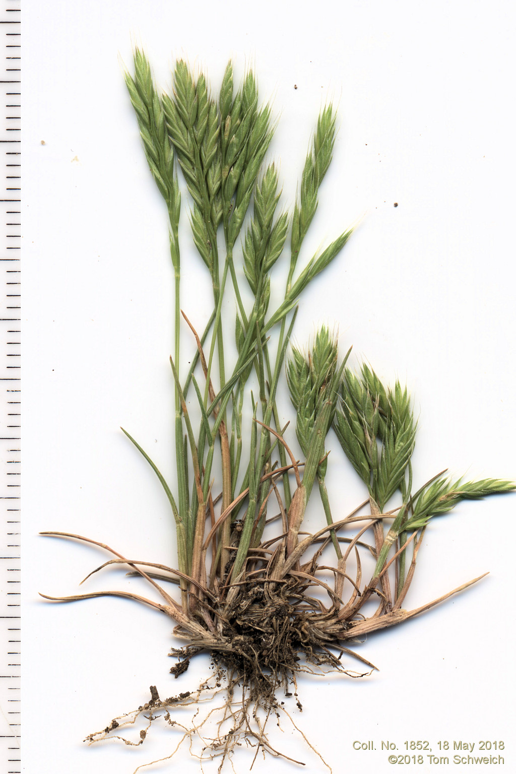 Poaceae Vulpia octoflora