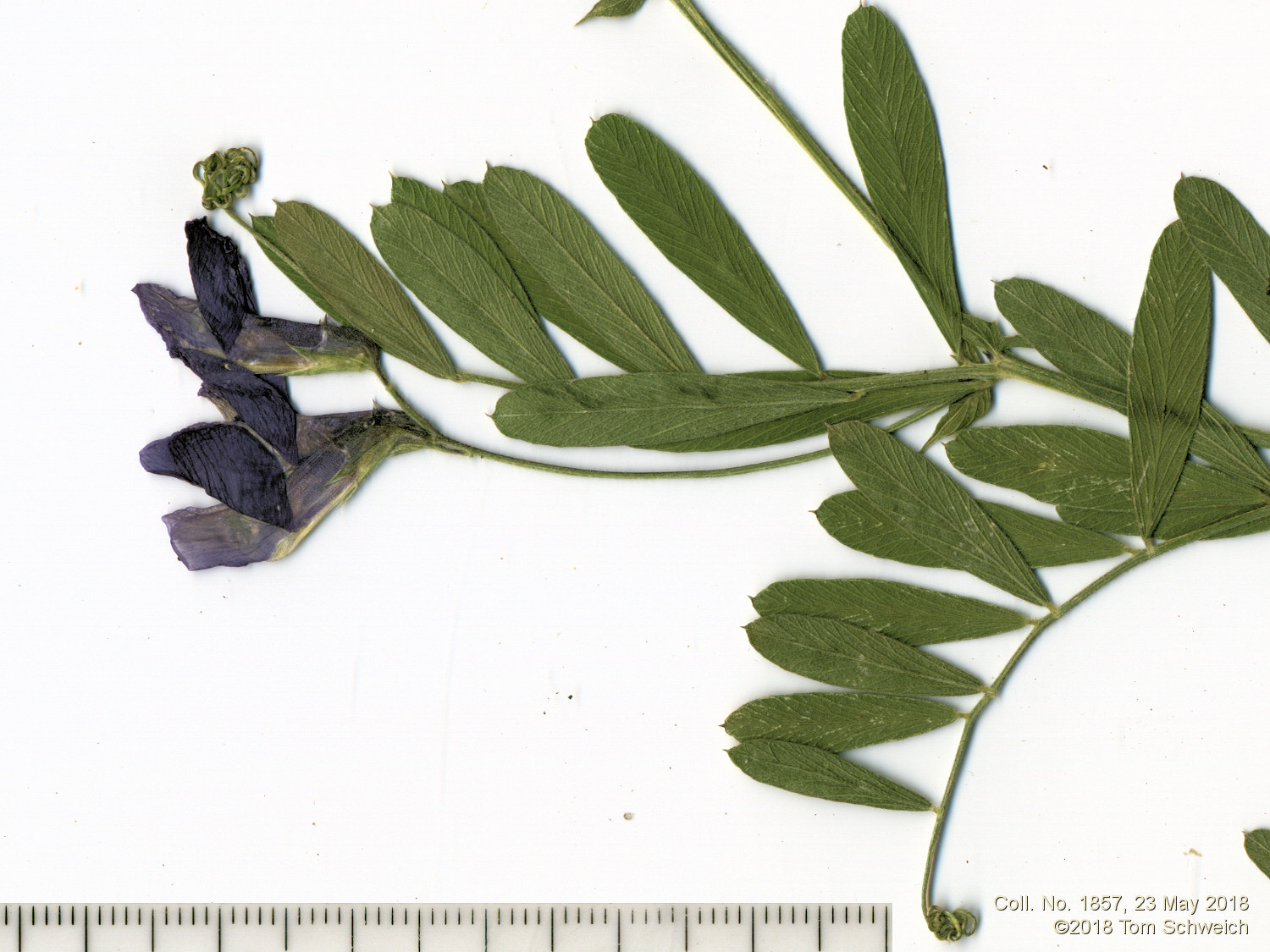 Fabaceae Vicia americana