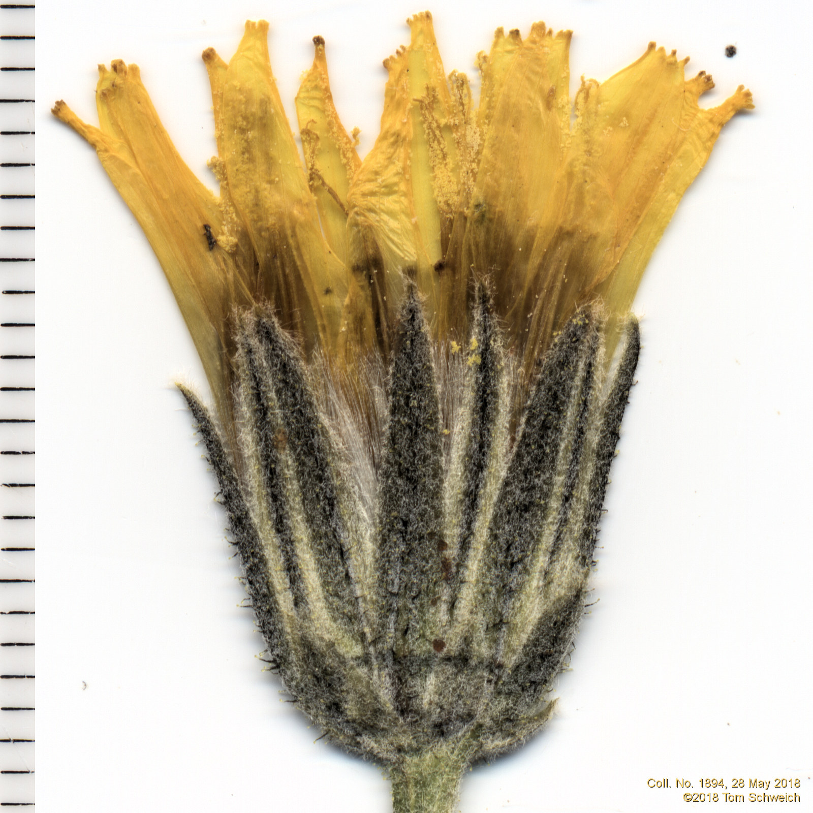 Asteraceae Crepis occidentalis