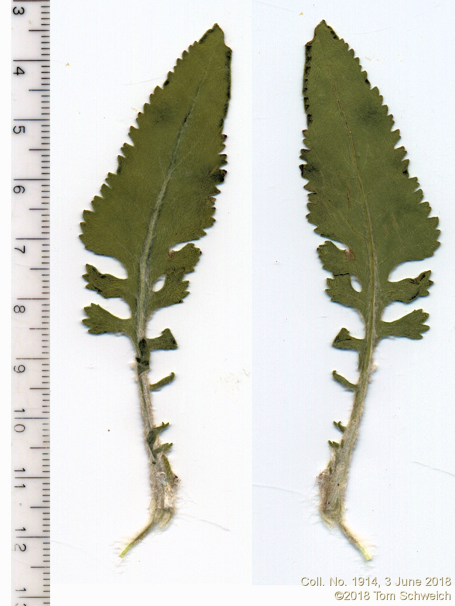 Asteraceae Packera plattensis