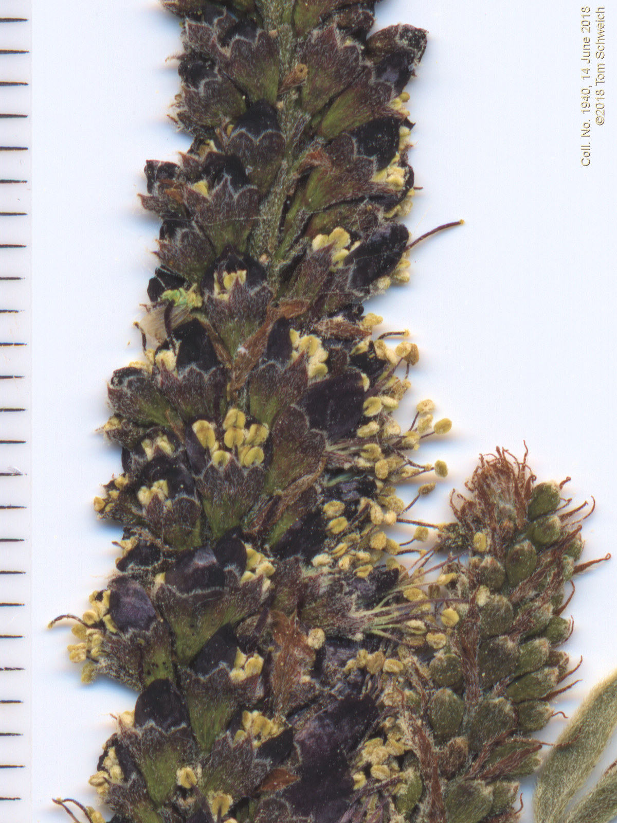 Fabaceae Amorpha fruticosa