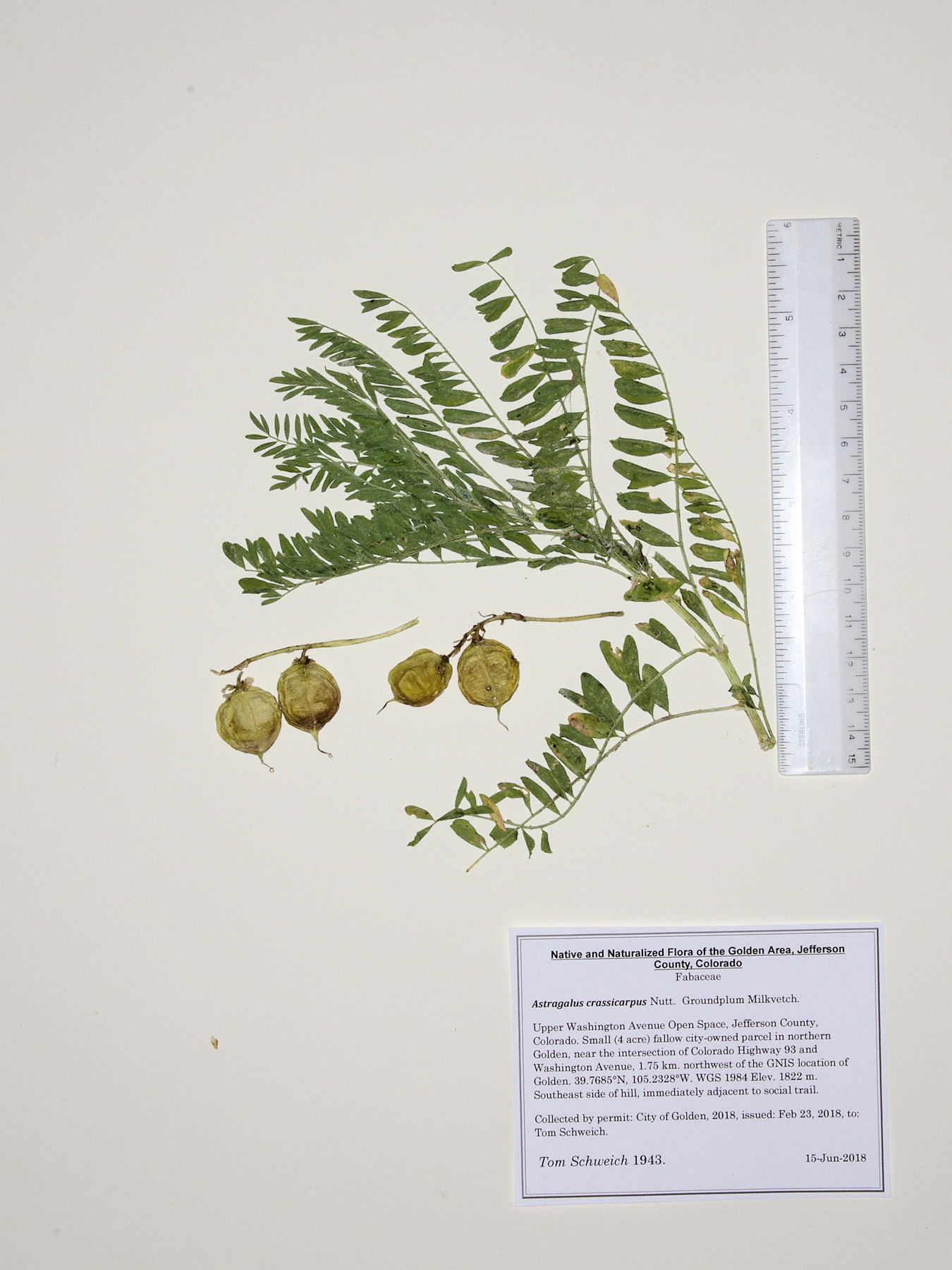 Fabaceae Astragalus crassicarpus