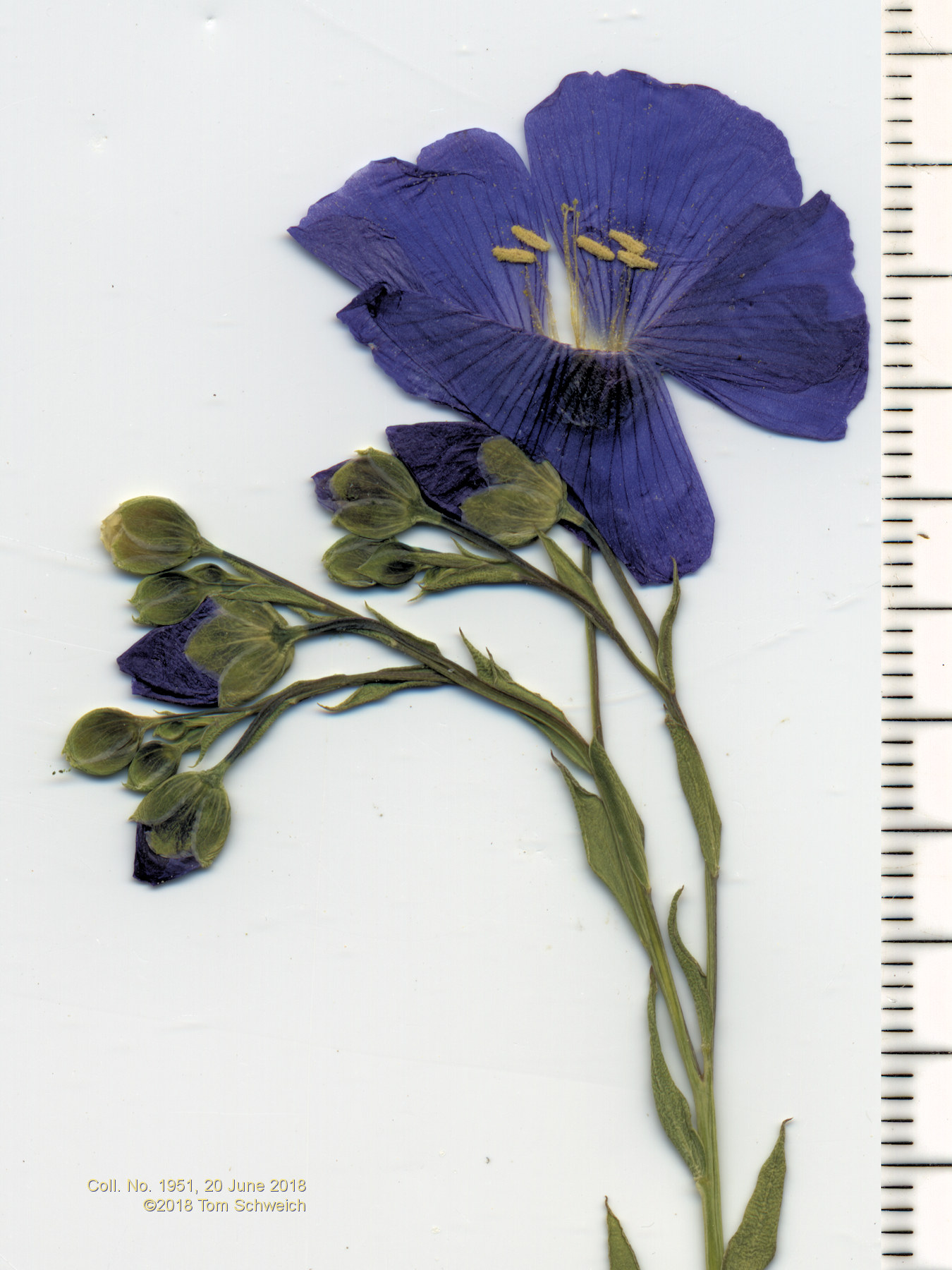 Linaceae Linum lewisii
