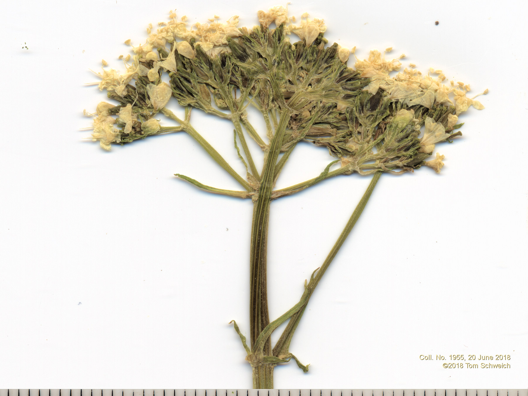 Caprifoliaceae Valeriana occidentalis
