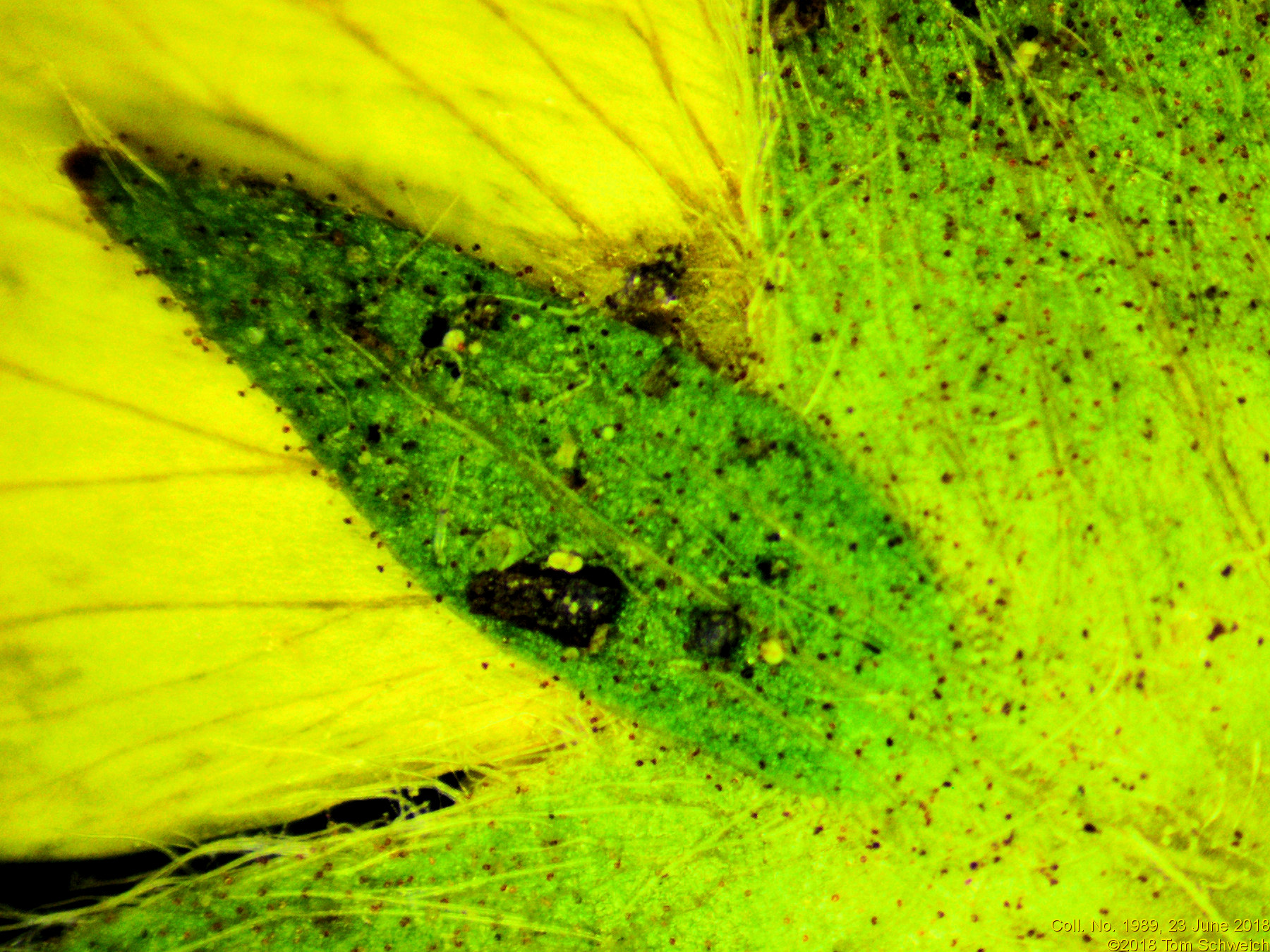 Rosaceae Potentilla pulcherrima