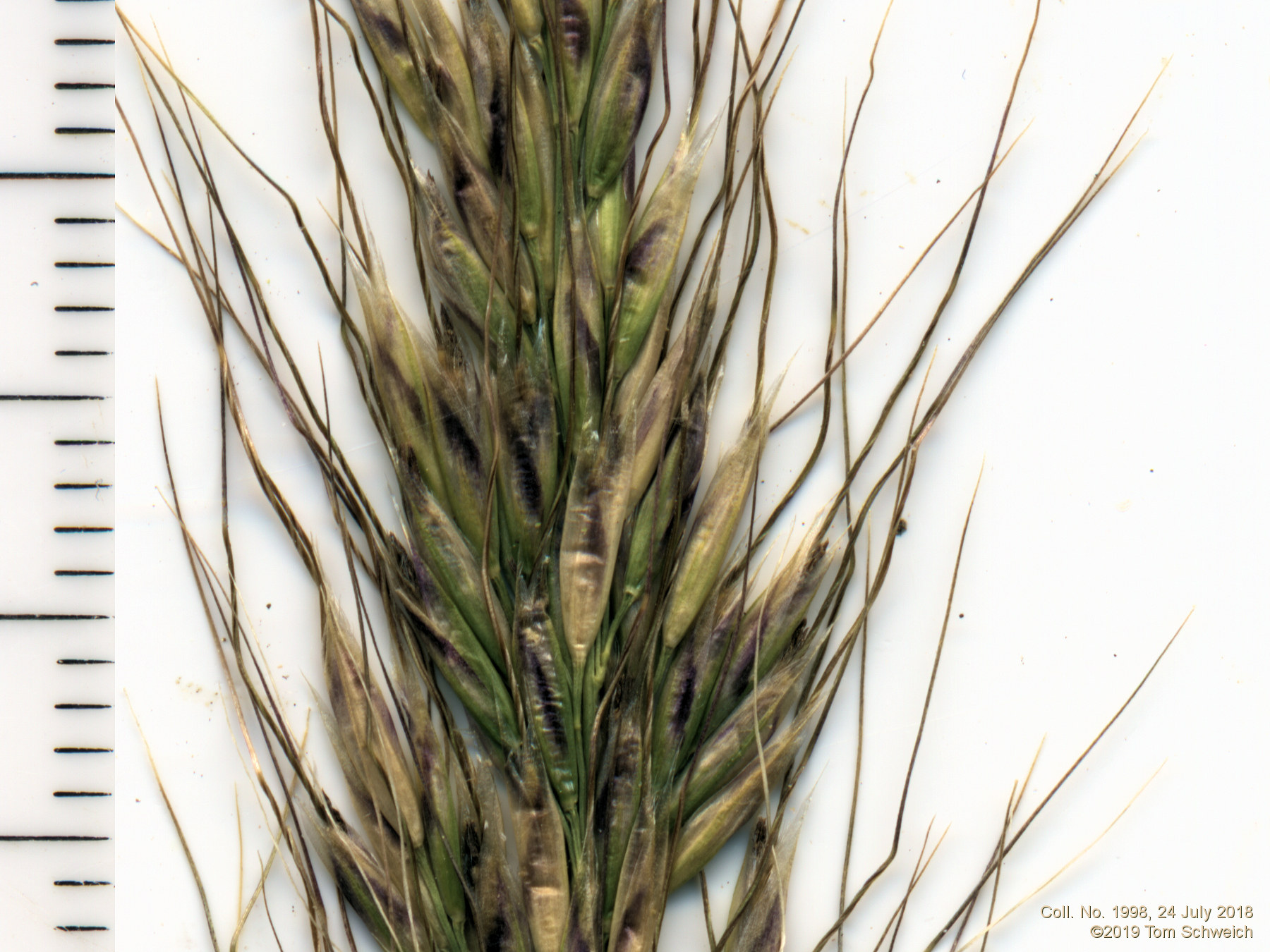 Poaceae Achnatherum lettermanii