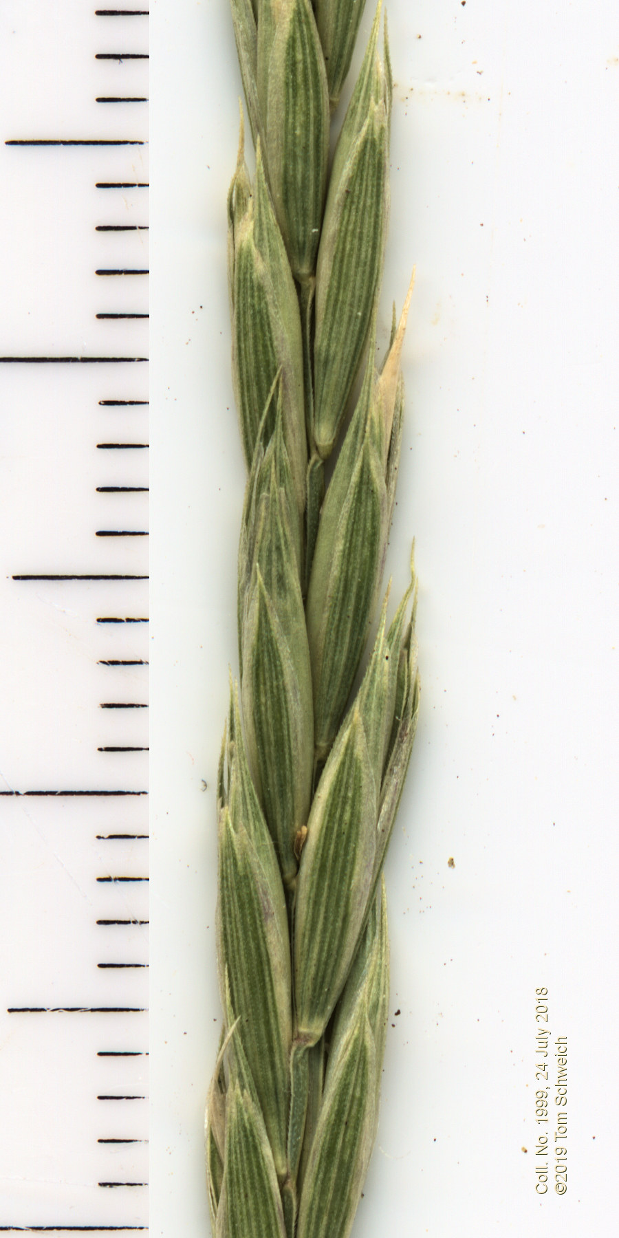 Poaceae Elymus trachycaulis