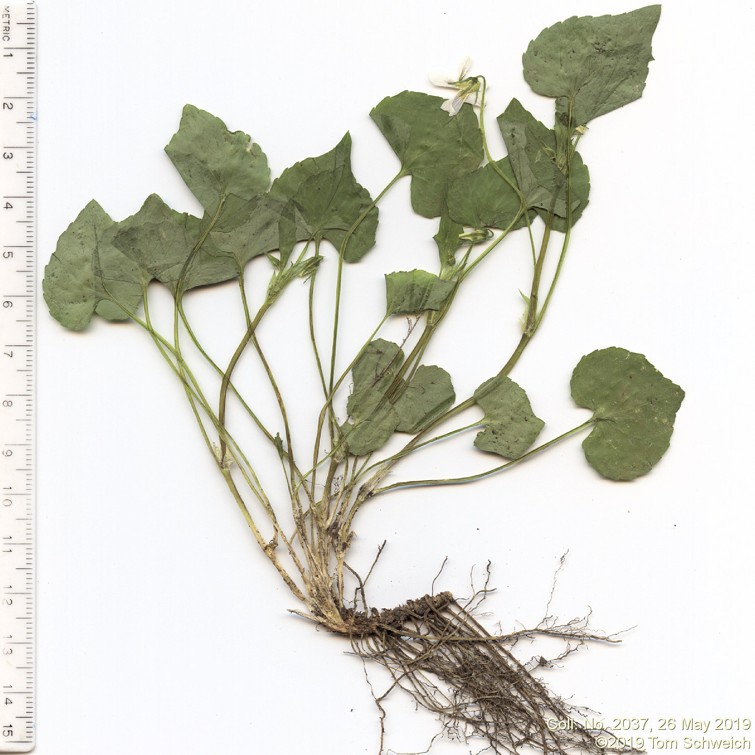 Violaceae Viola canadensis