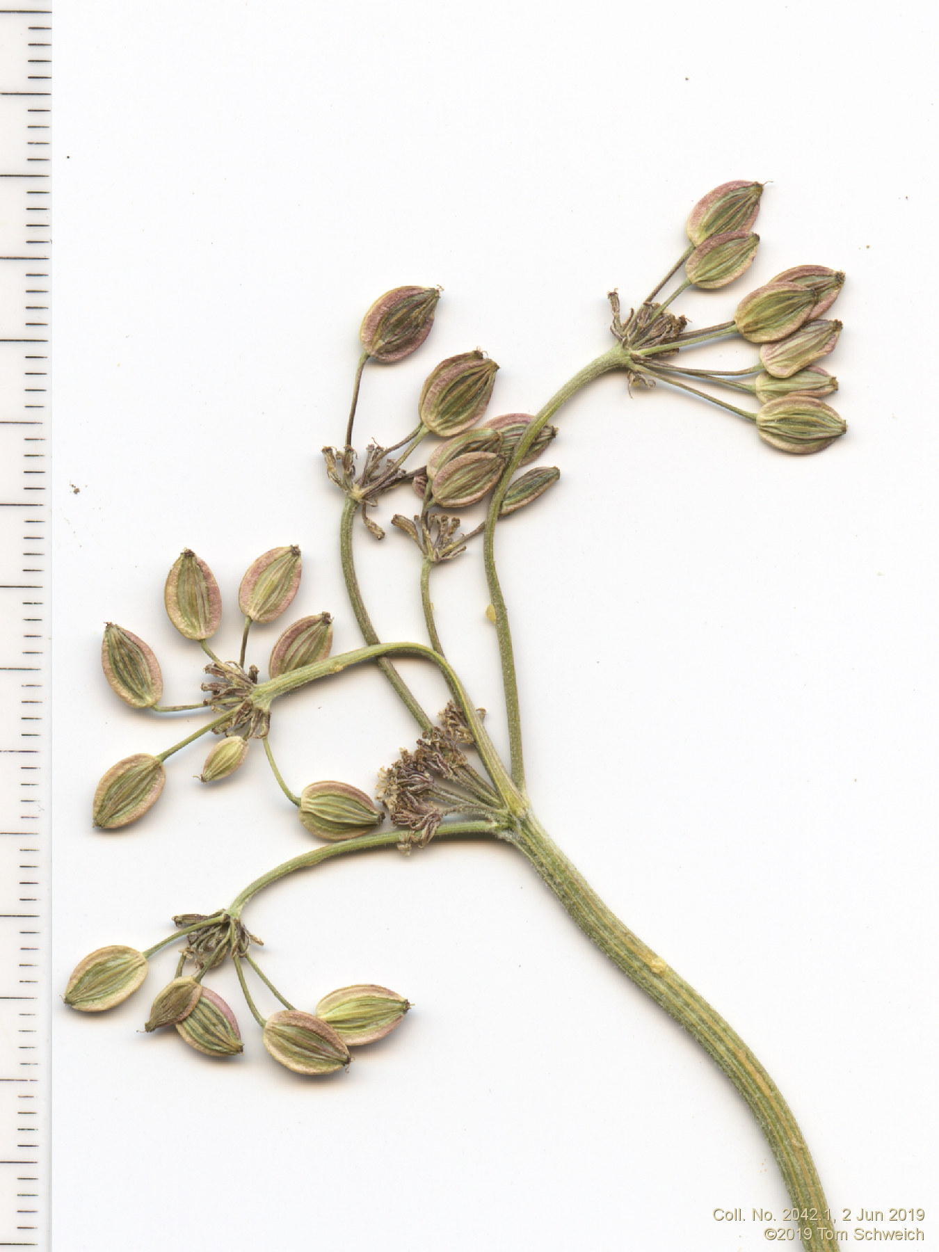 Apiaceae Musineon divaricatum