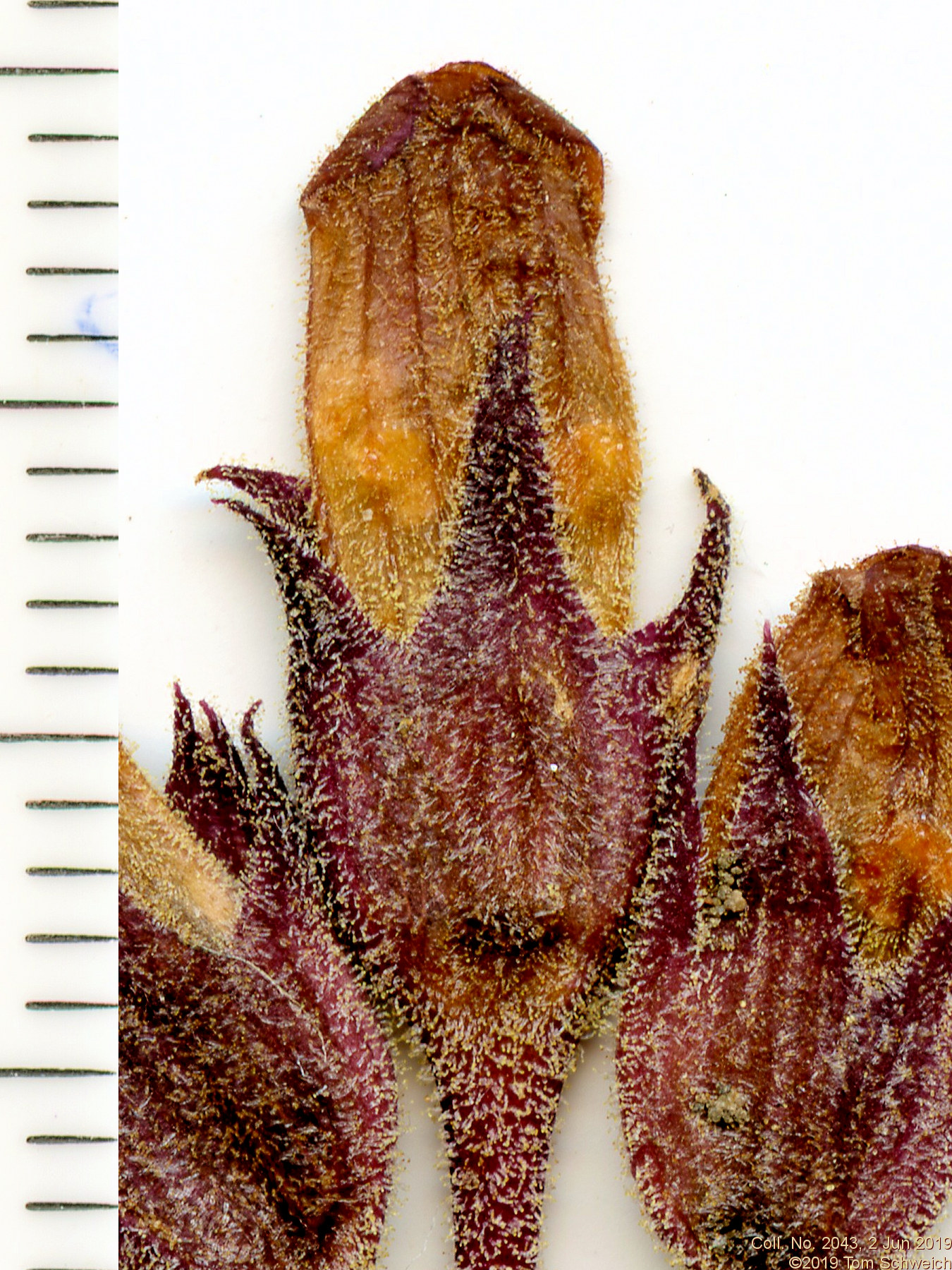 Orobanchaceae Orobanche fasciculata
