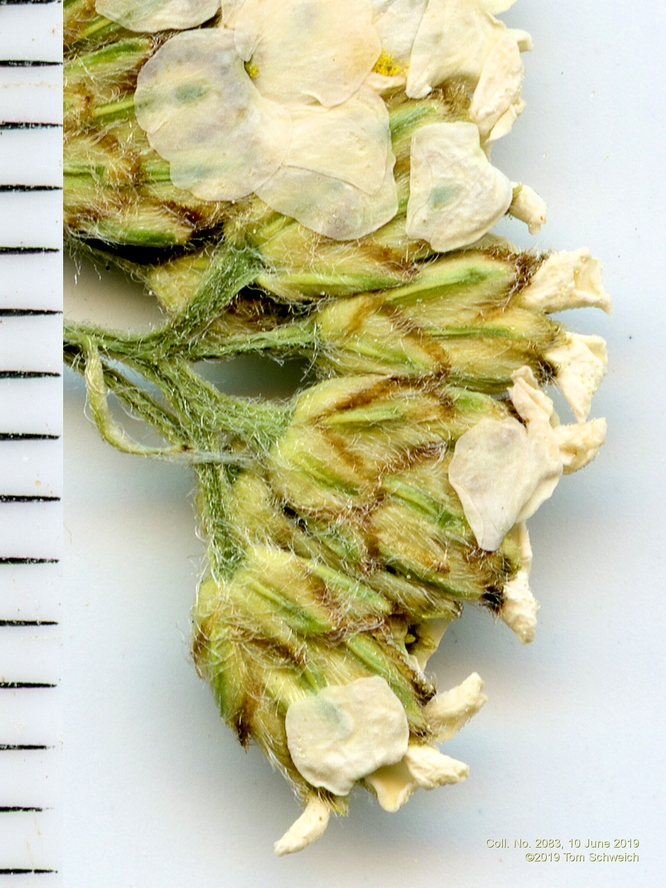 Asteraceae Achillea millifolium