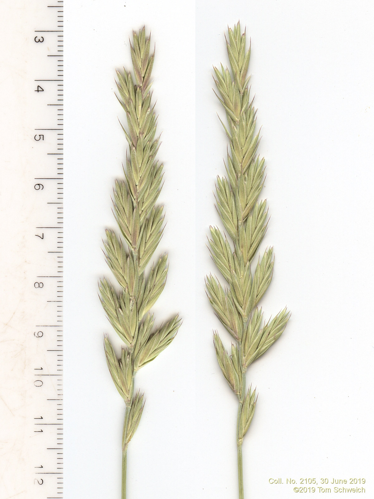 Poaceae Elymus lanceolatus