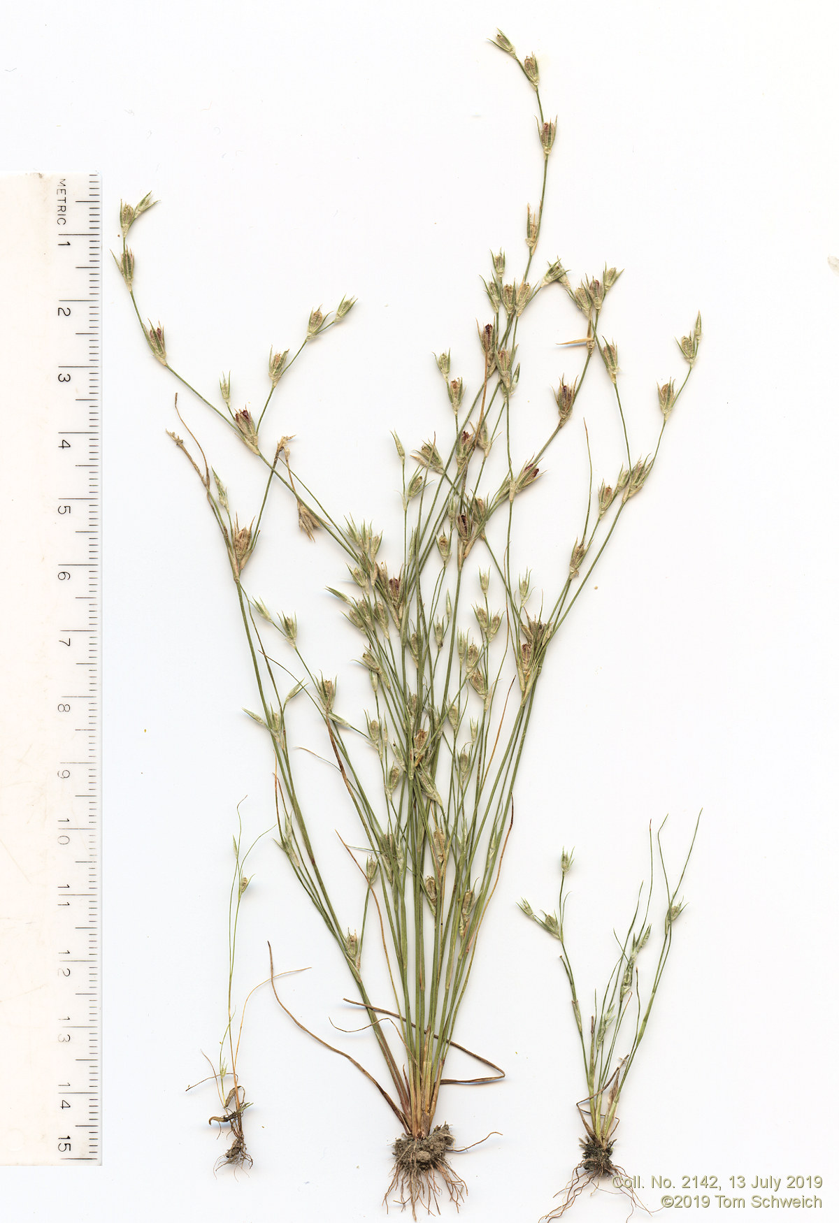 Juncaceae Juncus bufonius
