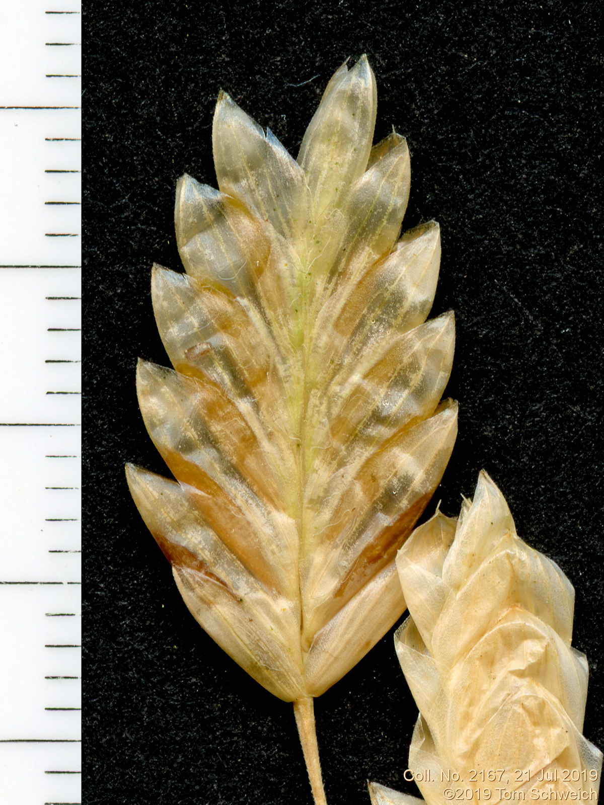 Poaceae Bromus briziformis