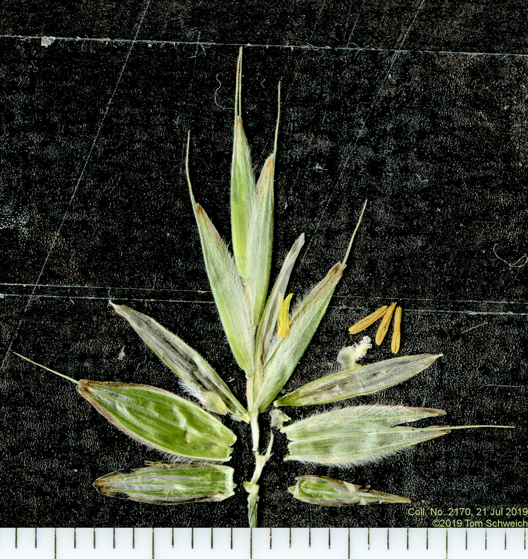 Poaceae V