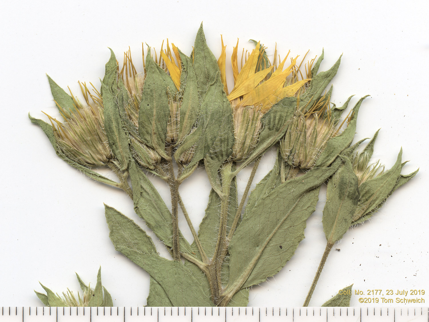 Asteraceae Heterotheca foliosa