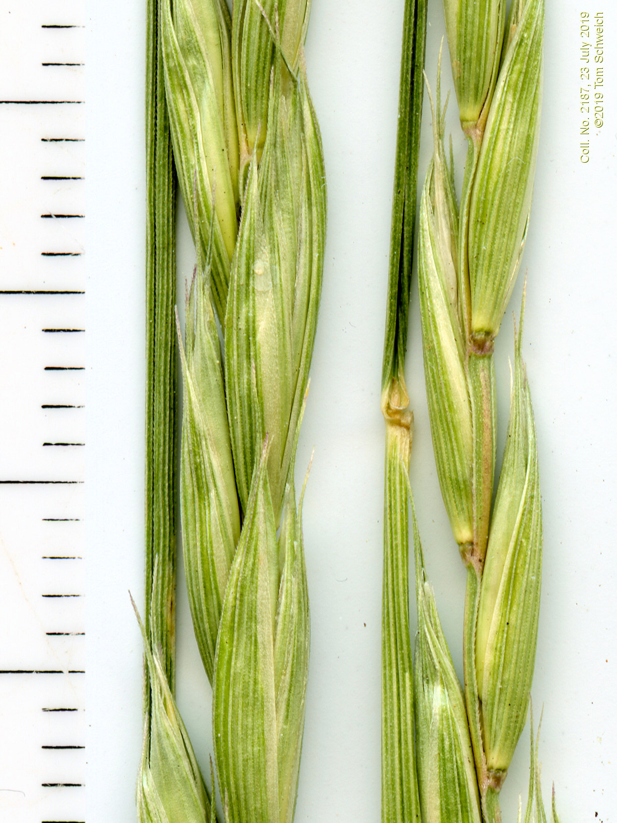 Poaceae Elymus trachycaulus