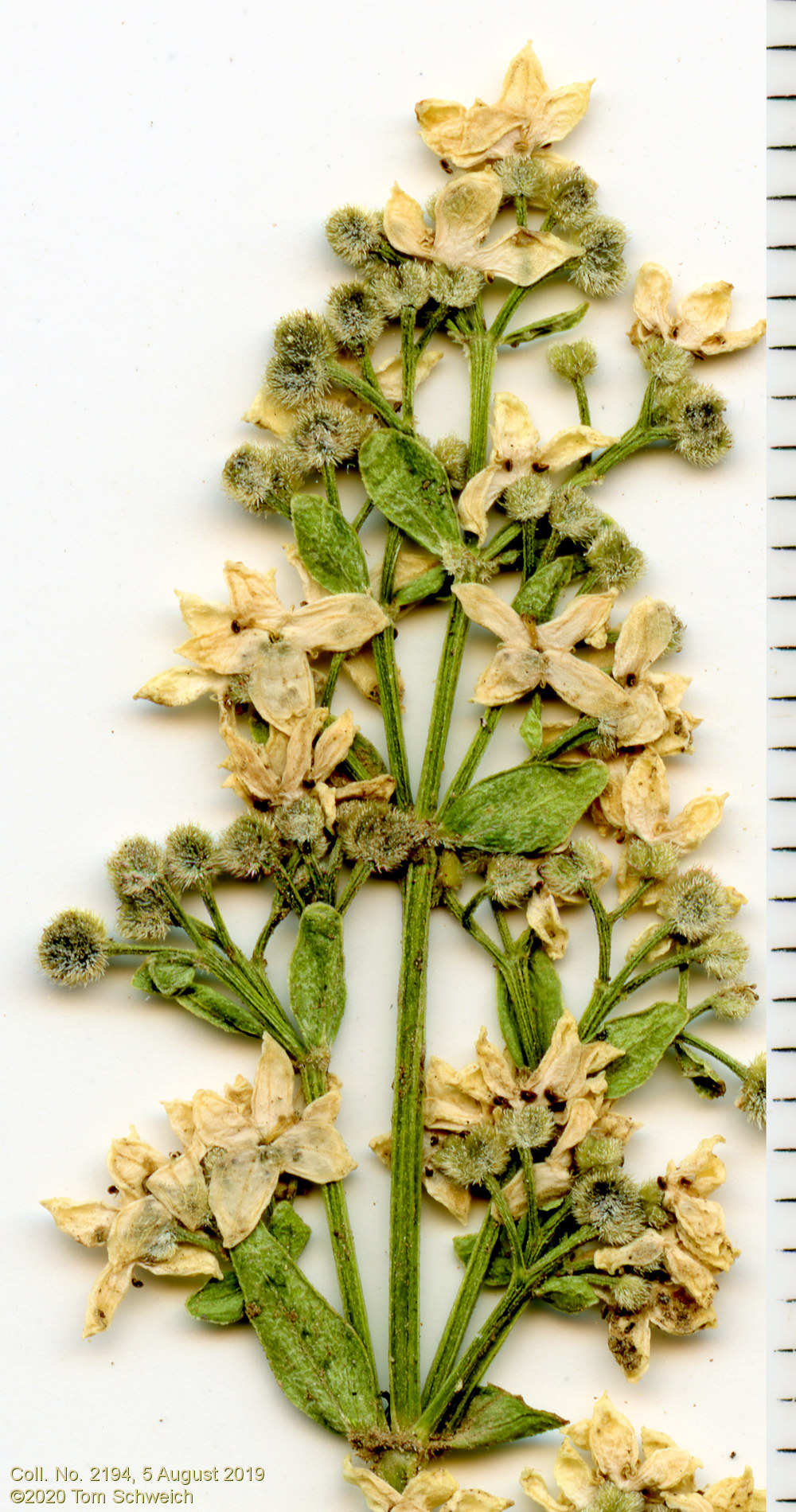 Rubiaceae Galium boreale
