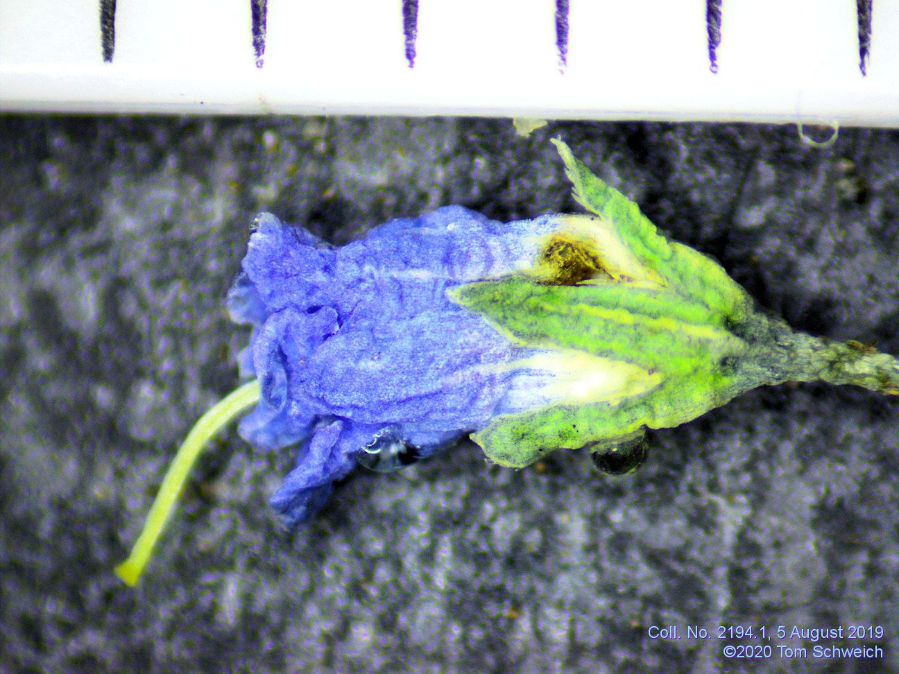 Boraginaceae Mertensia ciliata