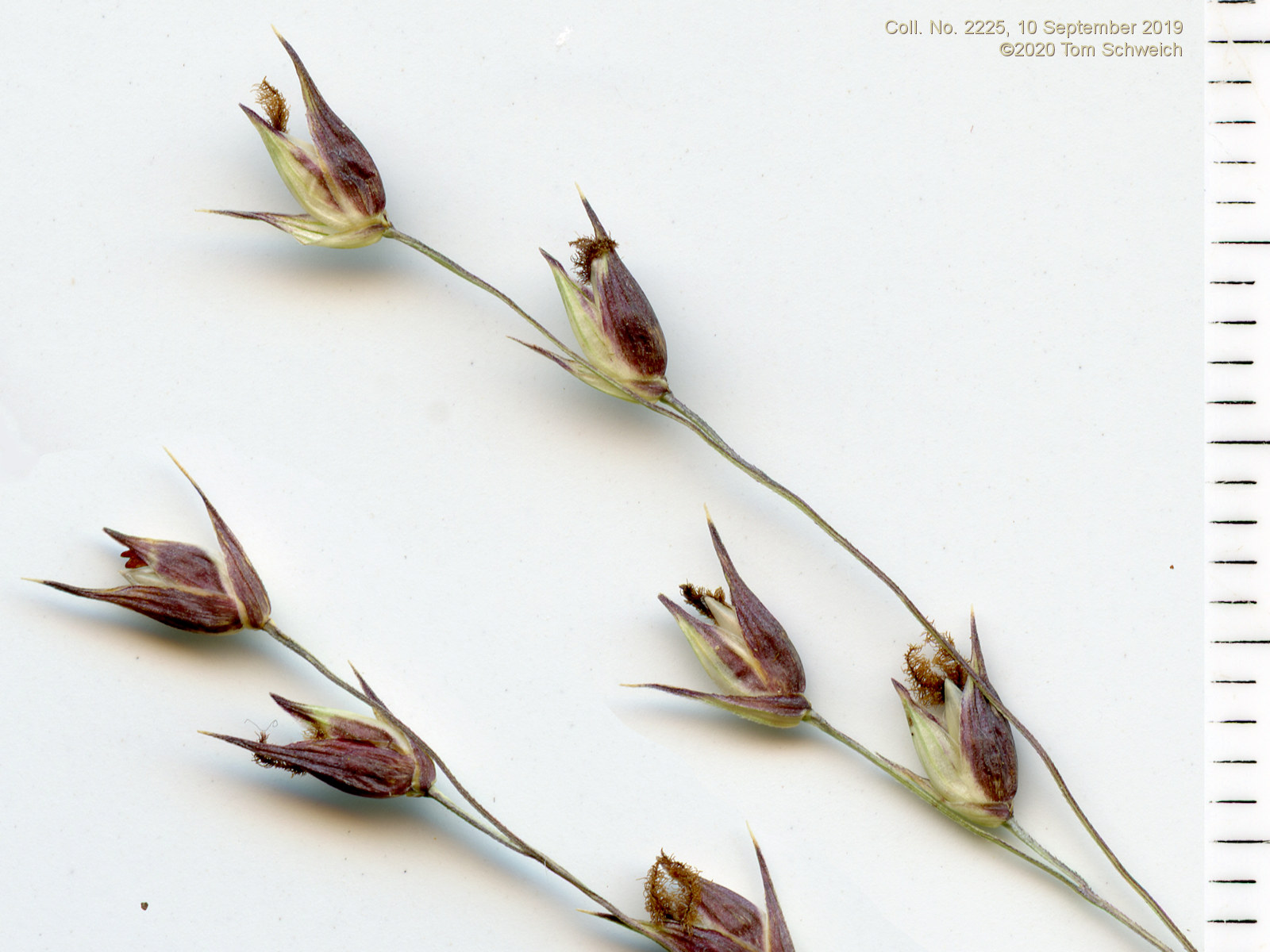 Poaceae Panicum virgatum
