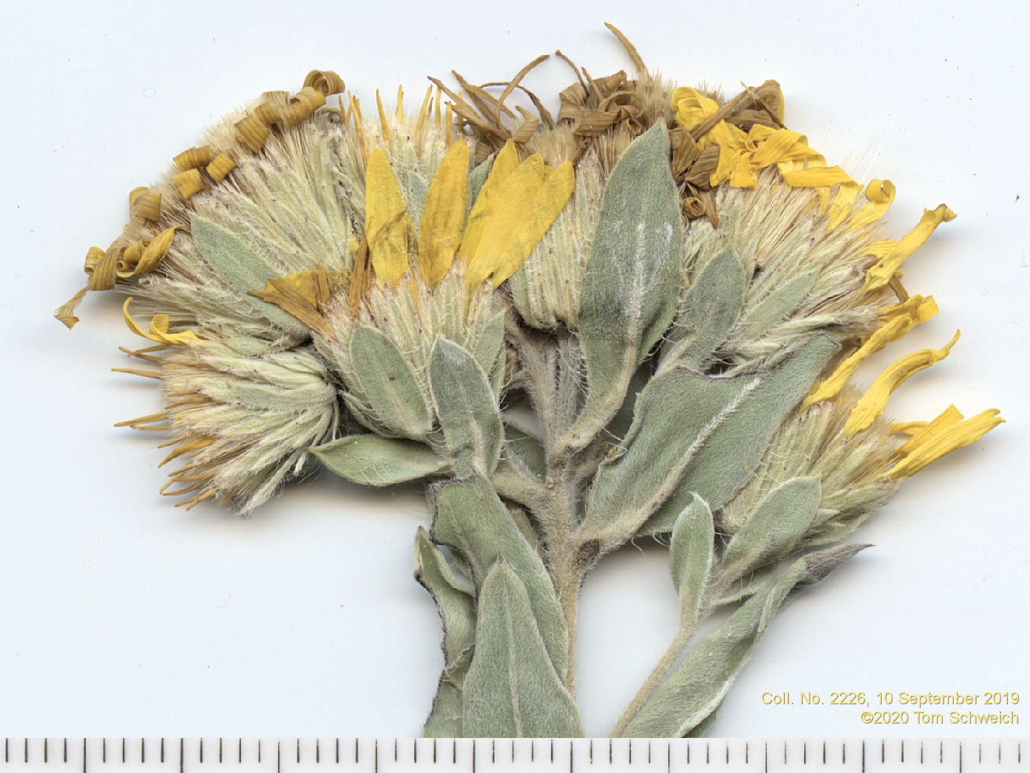 Asteraceae Heterotheca foliosa