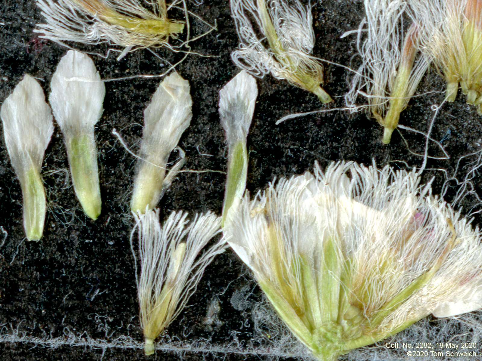 Asteraceae, Antennaria parvifolia