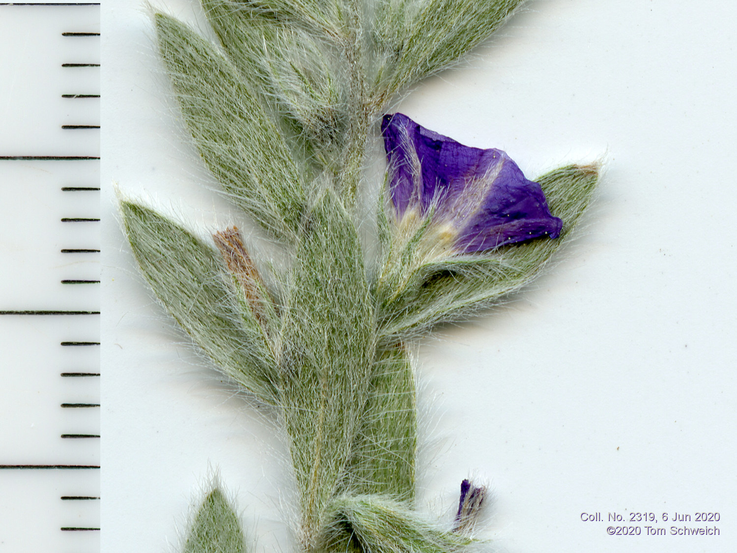 Convolvulaceae Evolvulus nuttallianus