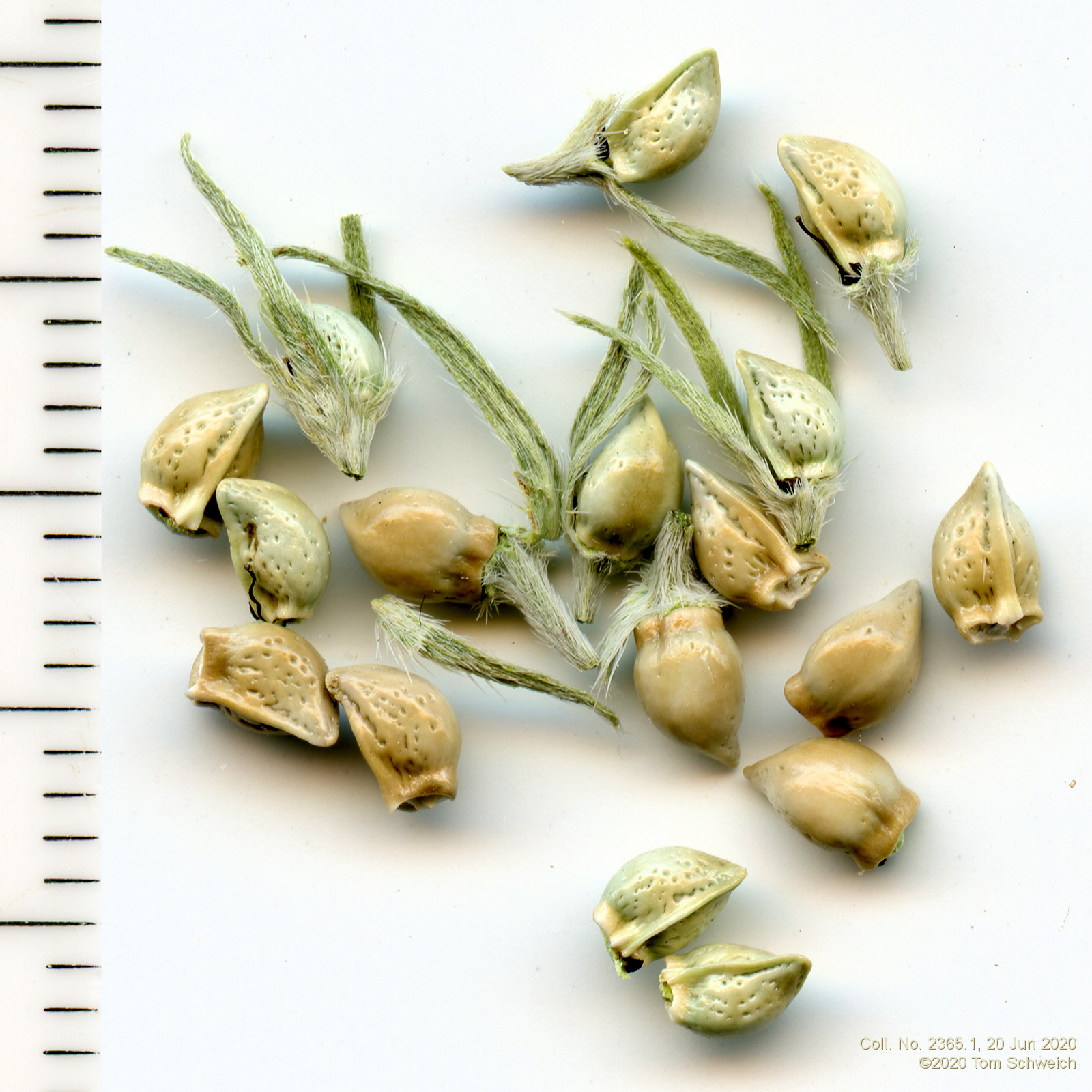 Boraginaceae Lithospermum incisum