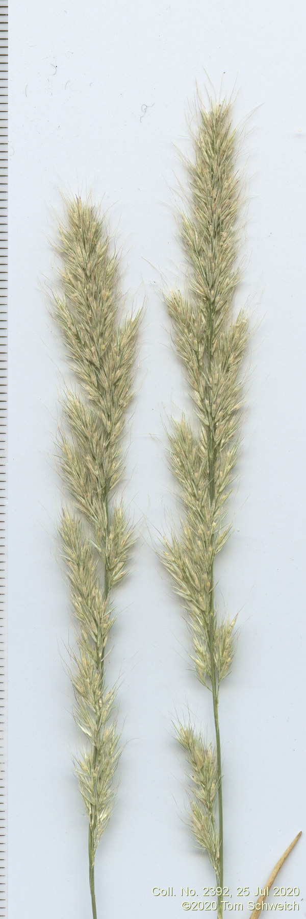 Poaceae Muhlenbergia andina