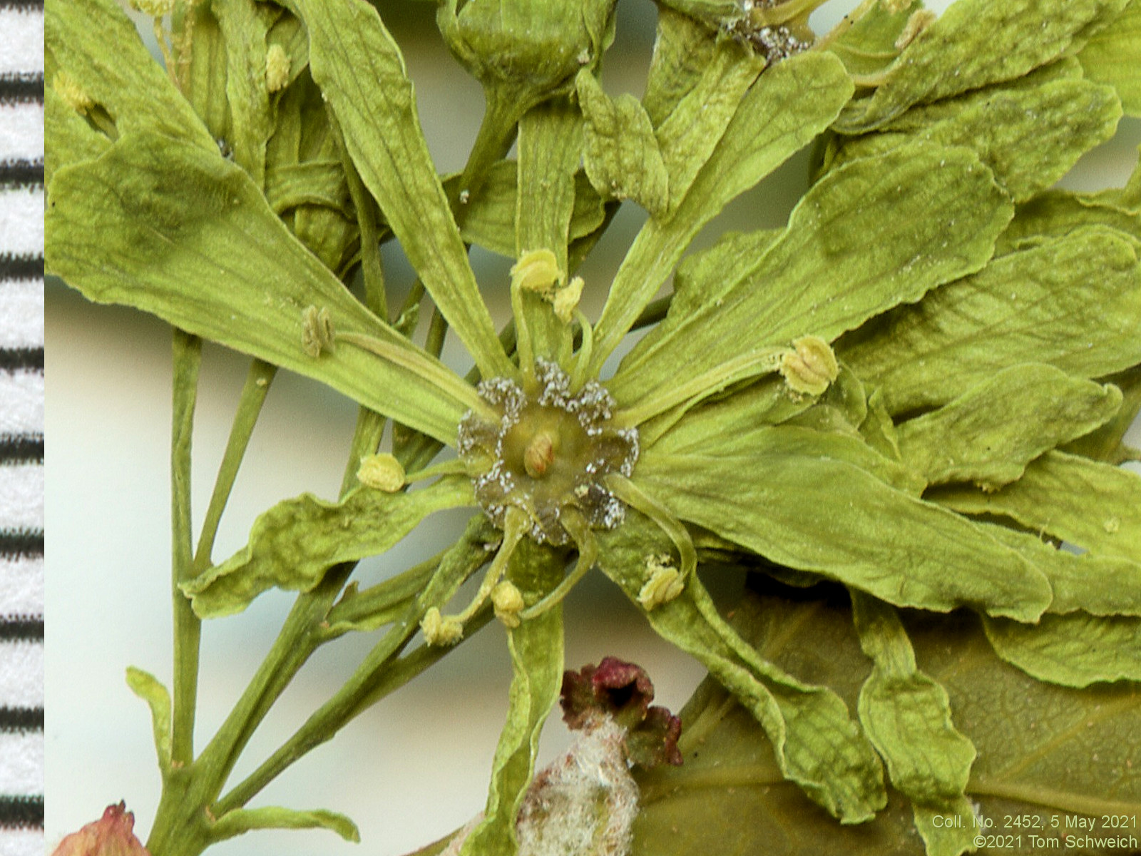 Sapinadaceae Acer glabrum