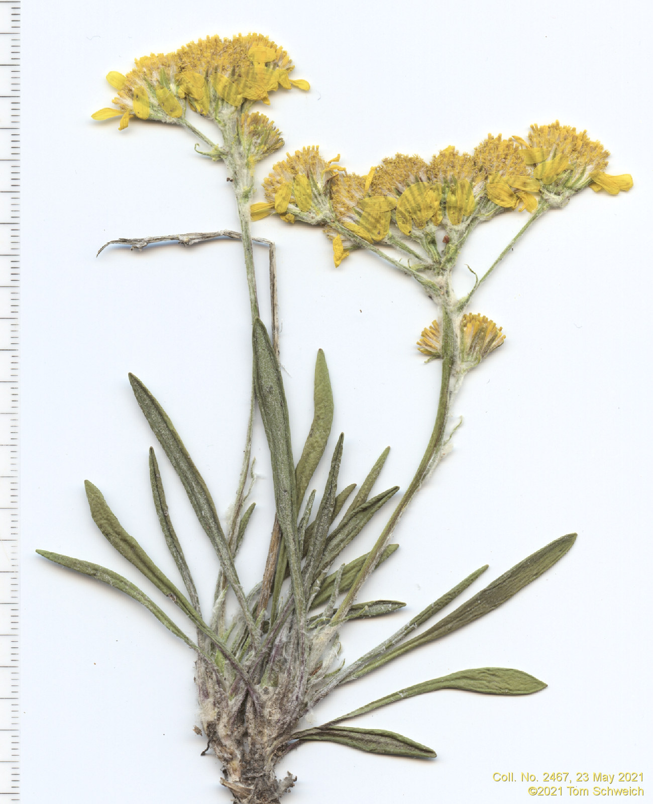 Asteraceae Packera werneriifolia