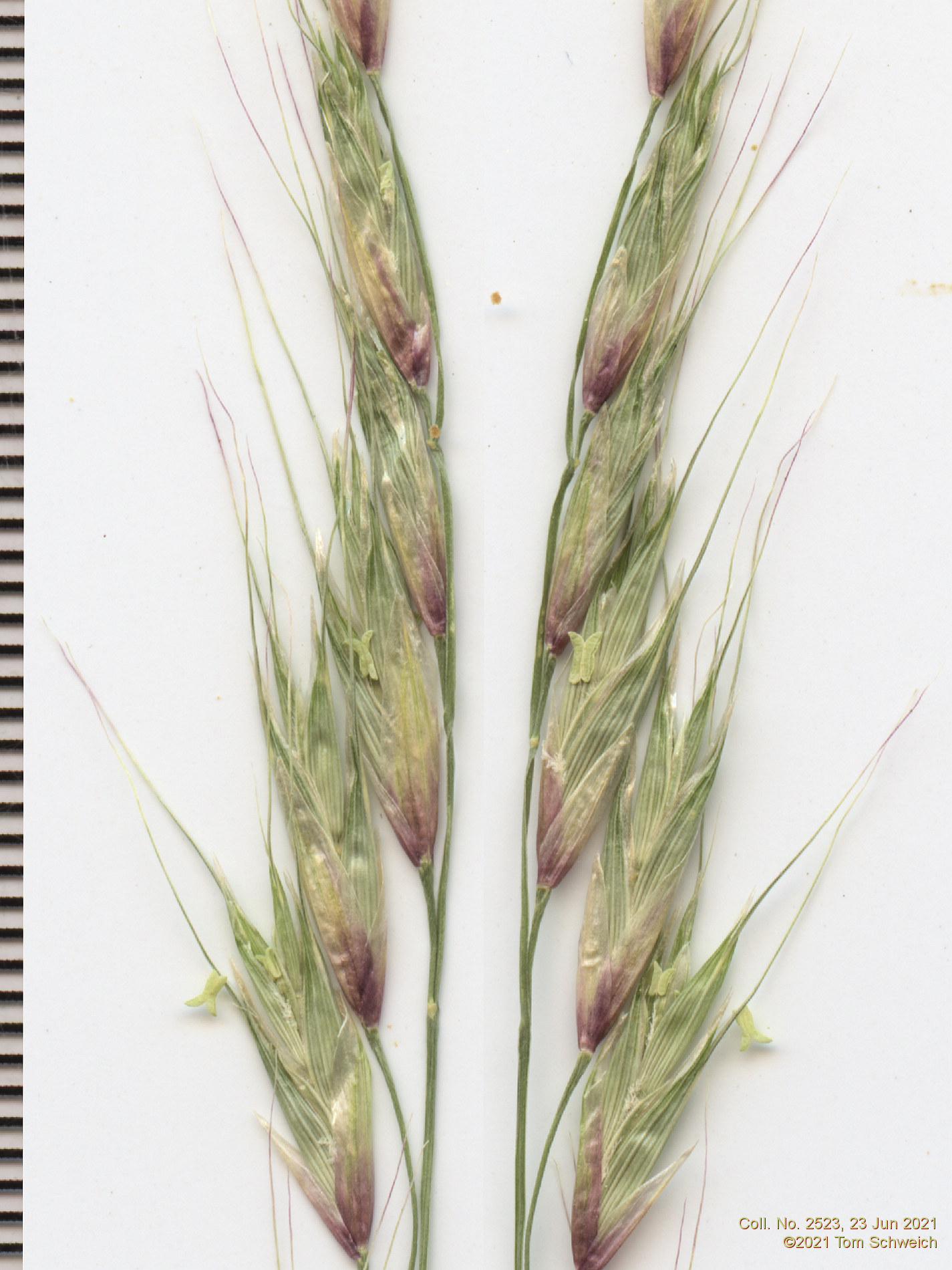 Poaceae Schizachne purpurescens