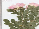 Full Size Image