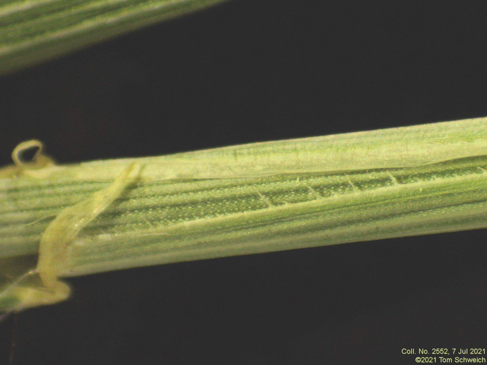 Thinopyrum intermedium