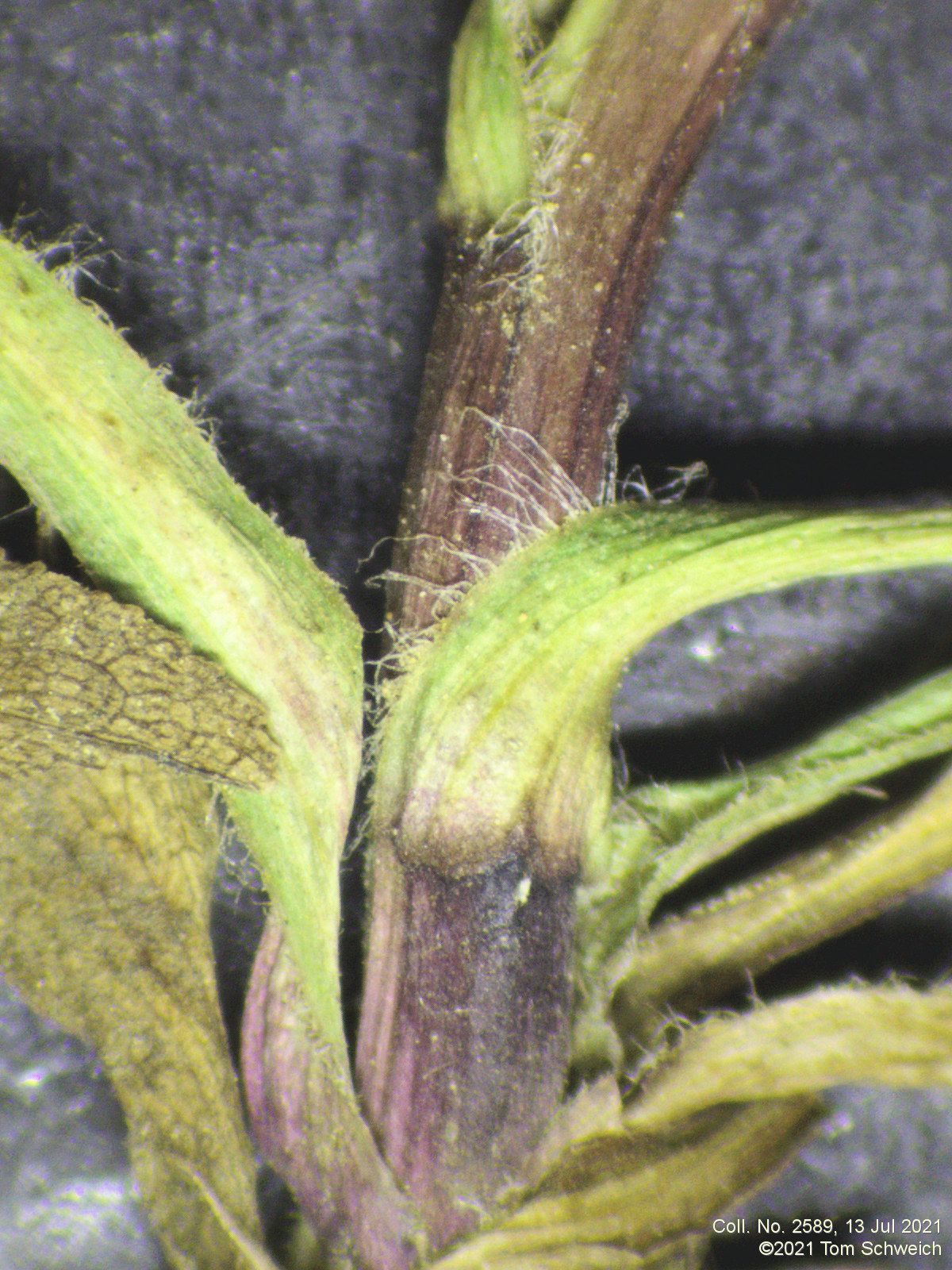 Asteraceae Solidago multiradiata