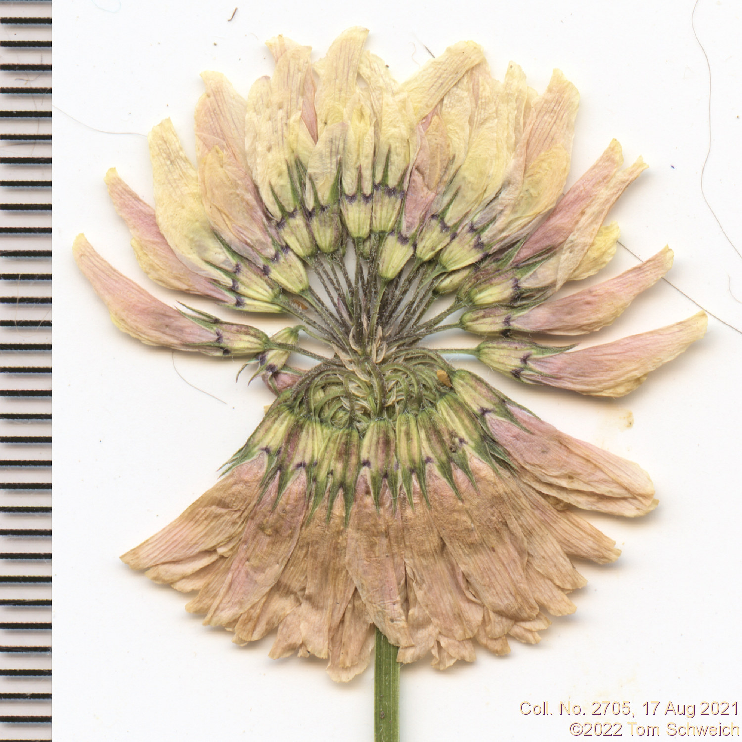 Fabaceae Trifolium repens