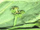 Full Size Image